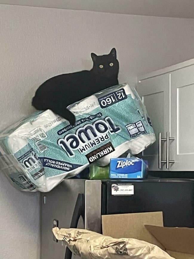 A tense structural moments before disaster snapshot where a black cat perches precariously on a giant, completely unsupported overhang of Kirkland paper towels balanced on the very edge of a kitchen refrigerator.