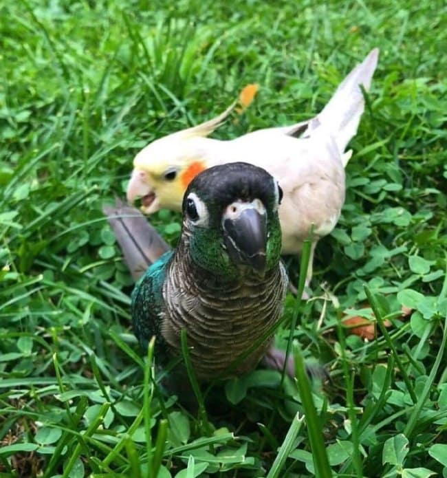 An avian moments before disaster photo taken from a low angle in the grass, focusing on a dark green parrot staring directly at the camera while a white cockatiel lunges from behind with its beak wide open to bite it.