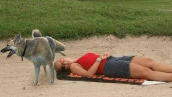 A hilariously cursed moments before disaster photo showing a woman peacefully sunbathing on a towel inside a golf course sand bunker while a dog stands directly over her head with its hind leg lifted.