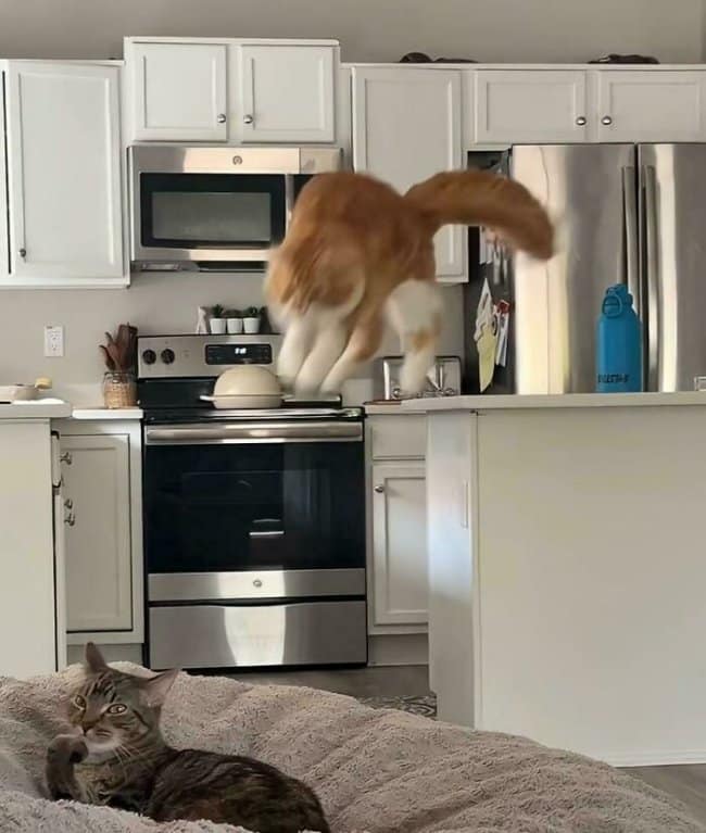 A domestic feline moments before disaster shot featuring an orange cat flying completely horizontally through the air across a white kitchen, while a calm tabby cat rests peacefully on a bed in the foreground.