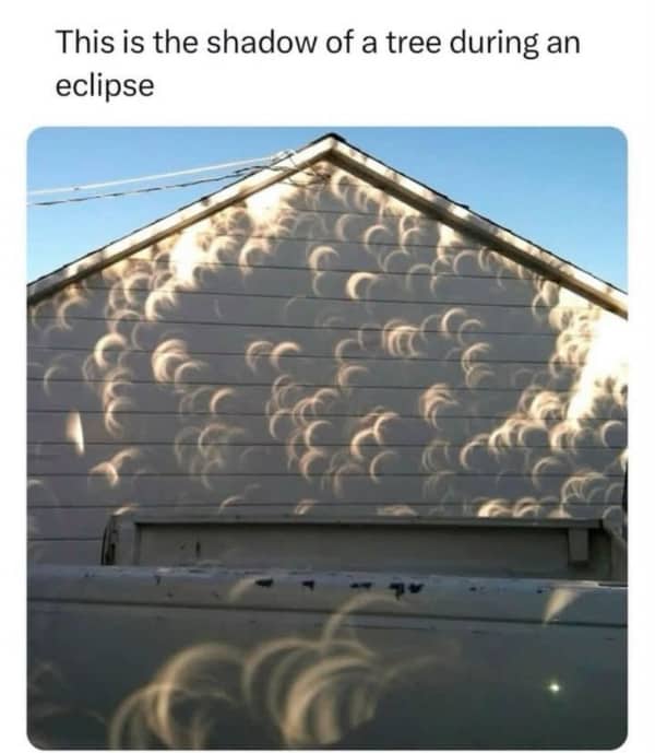 Solar eclipse light filtering through tree leaves creating crescent shaped shadow patterns on a house siding.