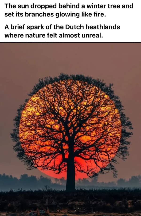 Perfectly centered composition of a winter tree silhouetted against a massive bright red setting sun.
