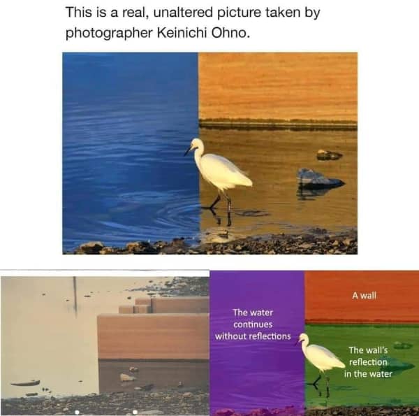 White egret bird standing in shallow water that creates an optical illusion division with a wall.