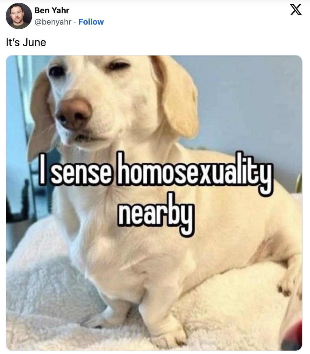 A funny pet-themed pride meme from a tweet by Ben Yahr featuring a small, squinting white dachshund dog giving a highly judgmental look under the bold text macro, "I sense homosexuality nearby."