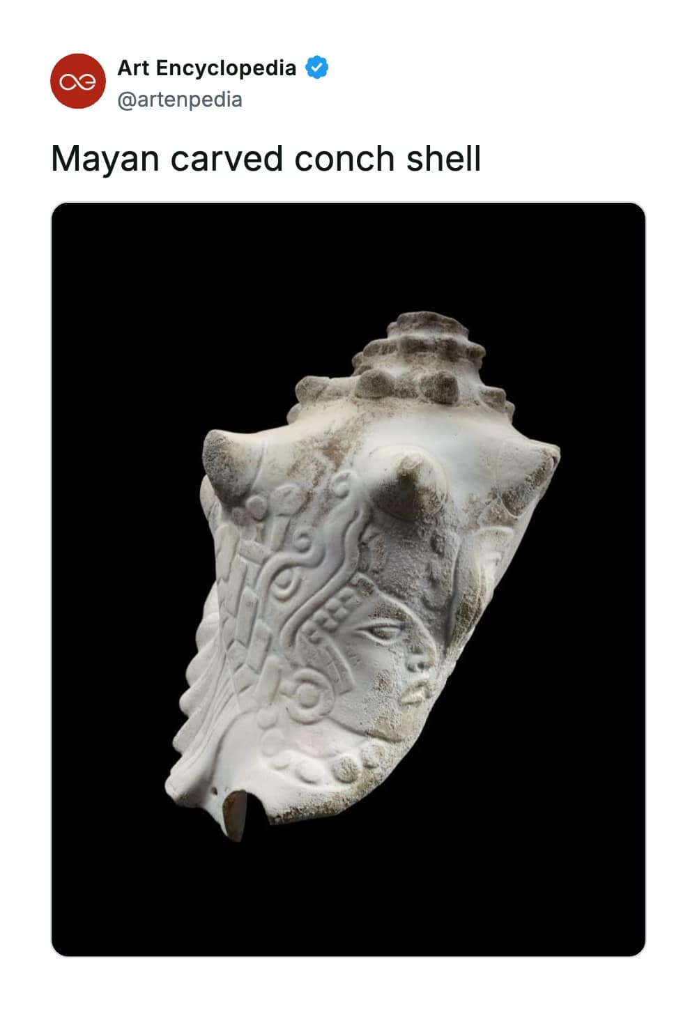 A rare historical photo showcasing an exquisitely preserved Mayan carved conch shell, where the smooth white surface of the sea shell has been transformed into the detailed profile of a deity or ruler wearing a complex geometric headdress.