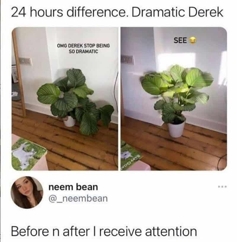 Calathea houseplant drooping and upright panel comparison tracking text from tweet by user @_neembean within a wholesome relationship meme.