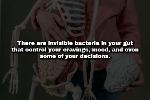 Person holding an anatomical skeleton and brain model with text about gut bacteria control.