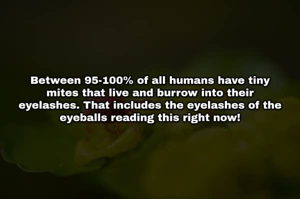 Macro view of green foliage with text stating most humans have eyelash mites.
