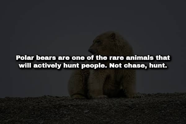 A large polar bear looking back over its shoulder on dark ground with text about human hunting.