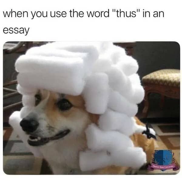 Funny essay meme showing a small corgi wearing a massive white judge wig.