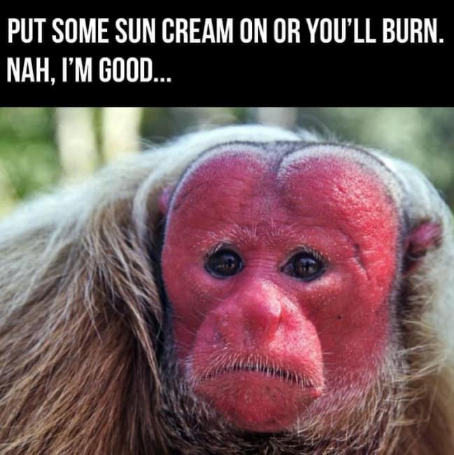 Close-up portrait of a bright crimson-faced bald uakari monkey looking deeply regretful under stubborn sun cream refusal dialogue text in a sunburn meme.