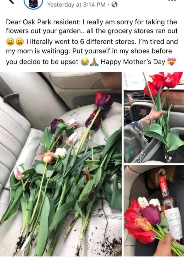 Social media confession post showing freshly uprooted garden tulips lying on a leather car seat.
