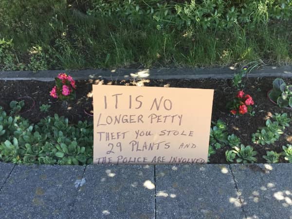 Cardboard sign in a garden bed warning that stealing twenty-nine plants has escalated to police involvement.