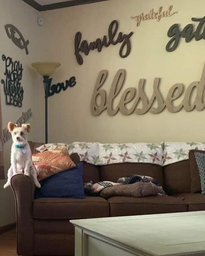 A living room wall dominated by massive, overlapping wooden cursive cutout signs reading "family," "blessed," and "grateful" while a small dog perches on a couch arm in a textbook weird home decor setup.
