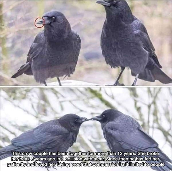A two-panel wildlife observation narrative acting as a wholesome meme, depicting a crow couple that has stayed together for twelve years after the female crow broke her lower beak in a car collision, showcasing her mate patiently feeding her.