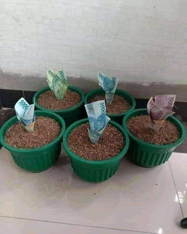 A humorous alternative financial strategy featured in a funny work meme showcases five green plastic household flowerpots sitting on a floor where real paper currency banknotes have been planted inside the soil to mock passive income loops.