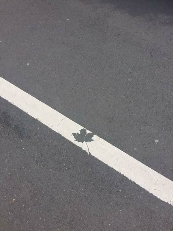 A freshly painted white traffic line on asphalt with a perfect unpainted gap shaped like a maple leaf.