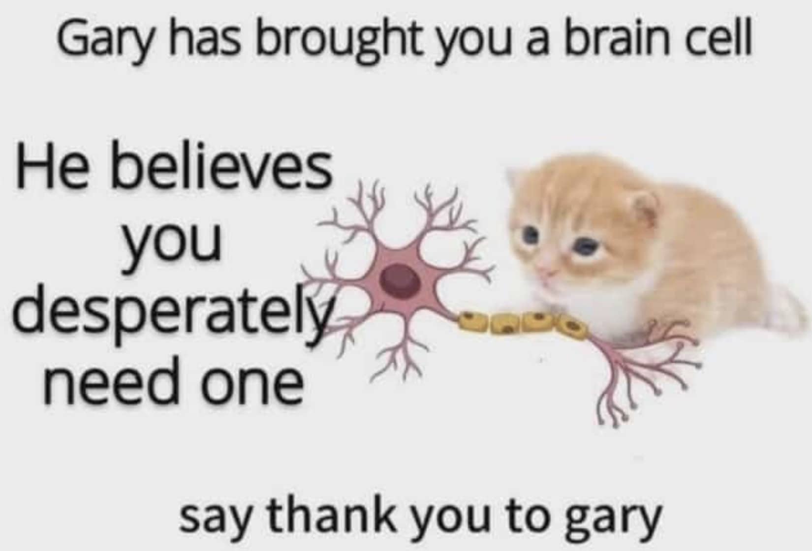 Funny memes of an orange kitten named Gary offering a single brain cell to the viewer.