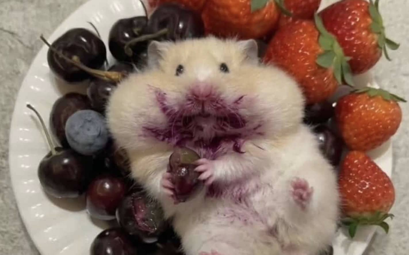 Adorable hamster covered in purple berry juice lying on a plate with fresh funny memes fruit.