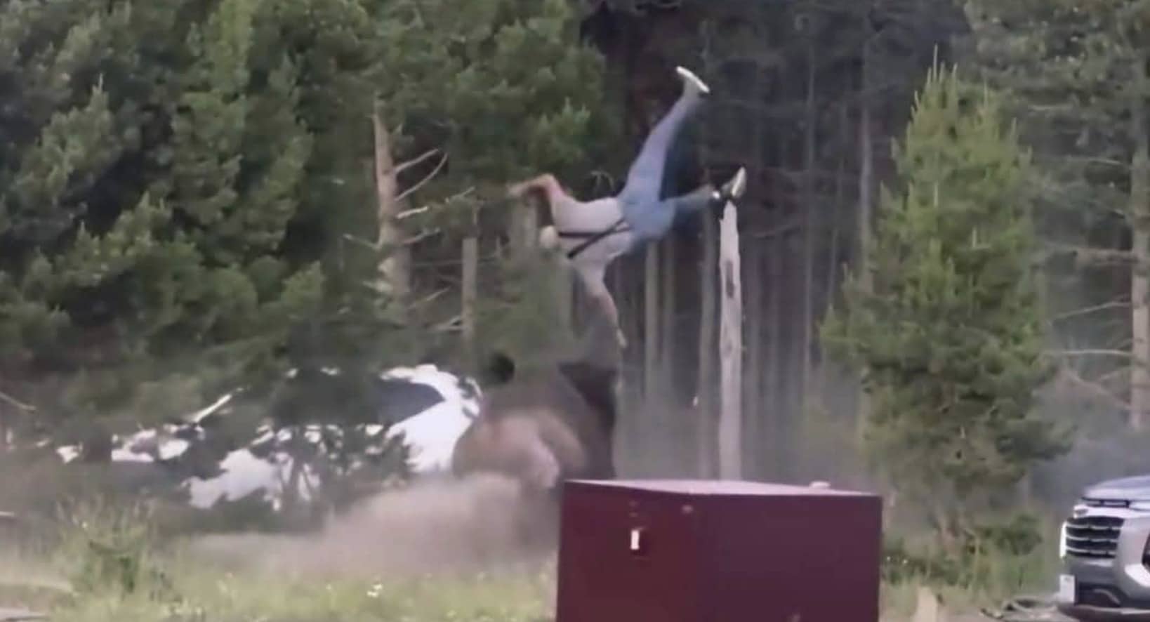 Bison flings a man wearing overalls high into the air funny memes compilation.