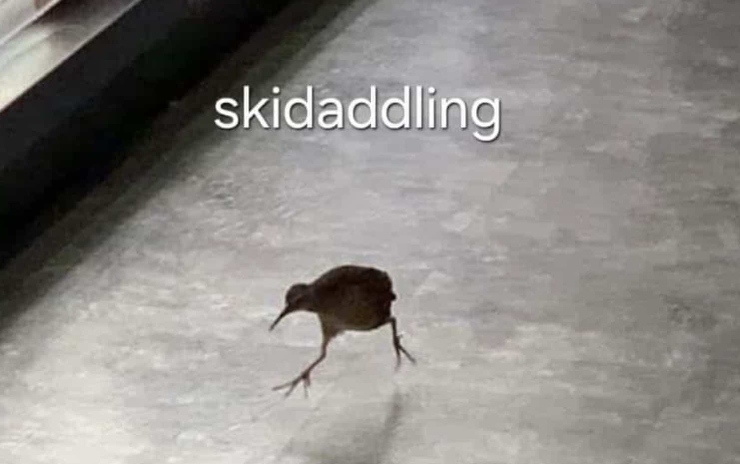 Small brown kiwi bird running across grey tile floor with funny memes skidaddling text caption.