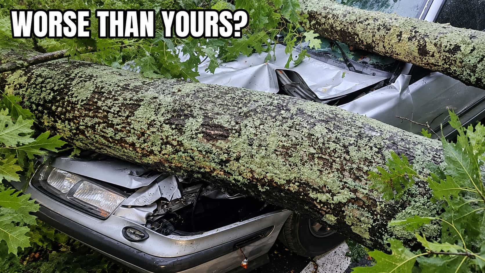Large fallen tree crushing roof of silver car for people having worse day.