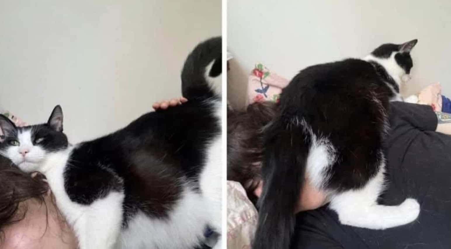 Tuxedo cat lying completely on head of person in bed funny memes animal image.