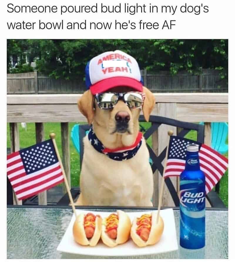 This hyper-patriotic 4th of july meme presents an adorable golden retriever dog sitting at a patio table under the caption, "Someone poured bud light in my dog's water bowl and now he's free AF." The dog is styled in sunglasses, an "AMERICA YEAH!" trucker hat, and a star-spangled collar bandana, sitting alongside miniature US flags, a bottle of Bud Light, and a plate of grilled hot dogs.