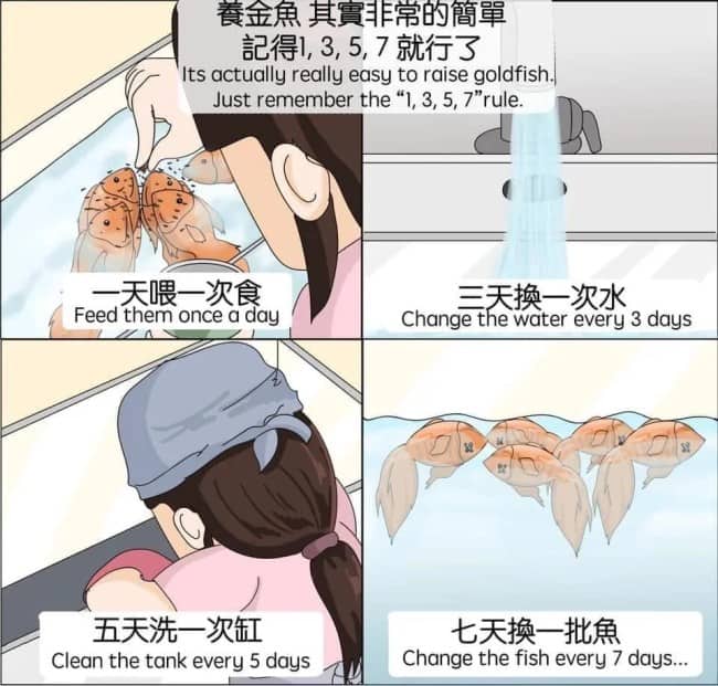 An illustrated comic strip detailing a ridiculous 1-3-5-7 rule for poorly raising goldfish.