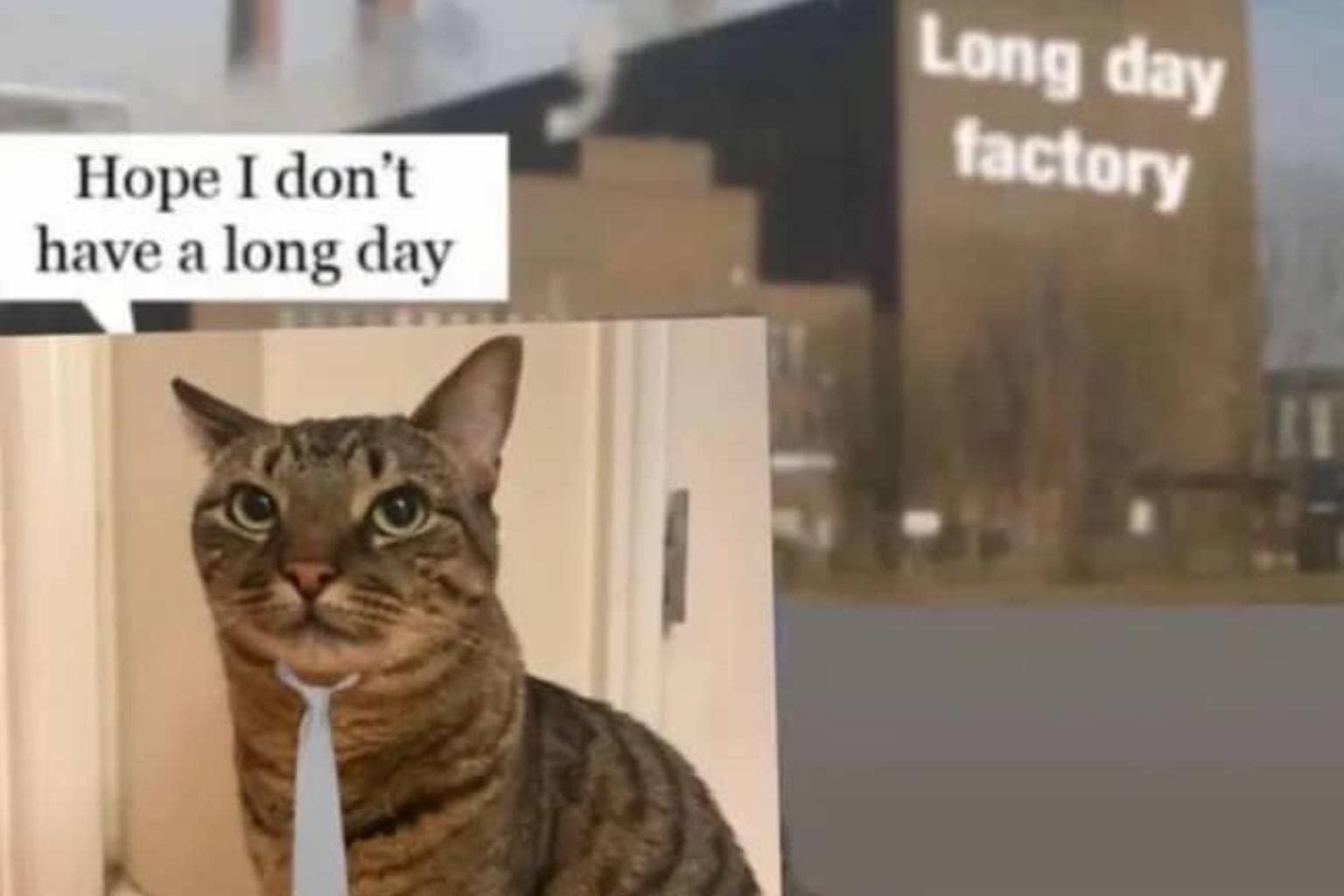 A master overview of the best memes collection documenting modern absurdity, highlighting a priest showing off an electronic law-enforcement ankle monitor beneath his clerical robes, a remote-controlled miniature cruise ship sailing down a deeply flooded city street, and two knitted yarn coasters shaped like cat rear ends due to a search engine typo.