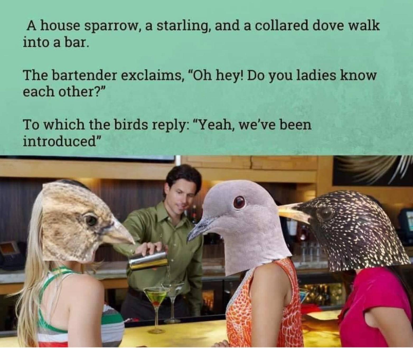 A clever classic meme uses a bird biology pun to tell a joke about an introduced house sparrow, starling, and collared dove walking into a bar.