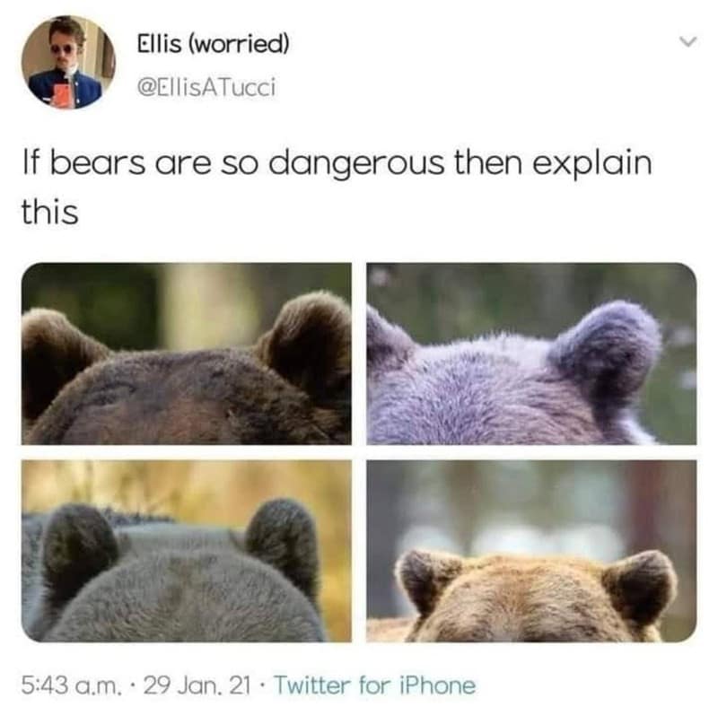An iconic old meme format displays a Twitter post from user Ellis (worried) questioning dangerous wildlife facts with the line, "If bears are so dangerous then explain this." Below the text is a grid of four close-up photos highlighting the surprisingly round, fluffy, and cute ears of various bears from behind.