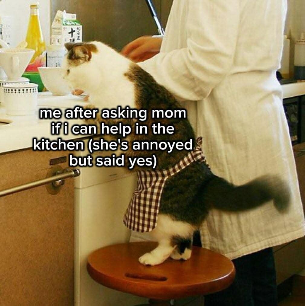 wholesome pet format operating as a classic meme showing a fluffy tuxedo cat wearing a miniature kitchen apron while standing on a wooden stool to "help" its owner cook.