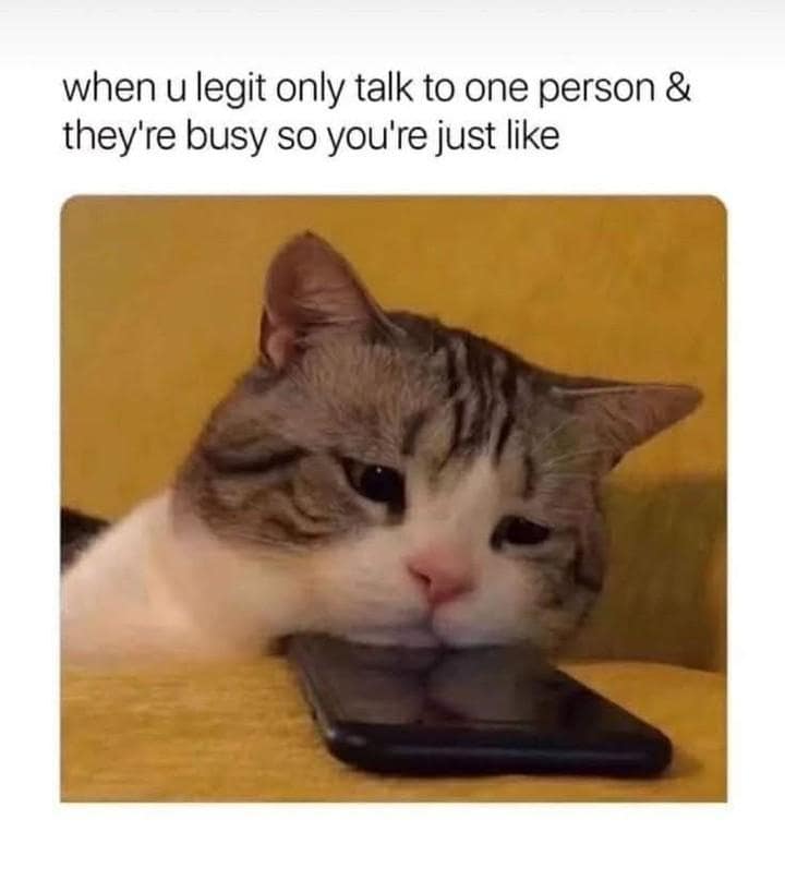 This heartbreakingly cute classic meme presents a sad, droopy-faced cat resting its chin heavily on top of a smartphone screen because their favorite person is busy.