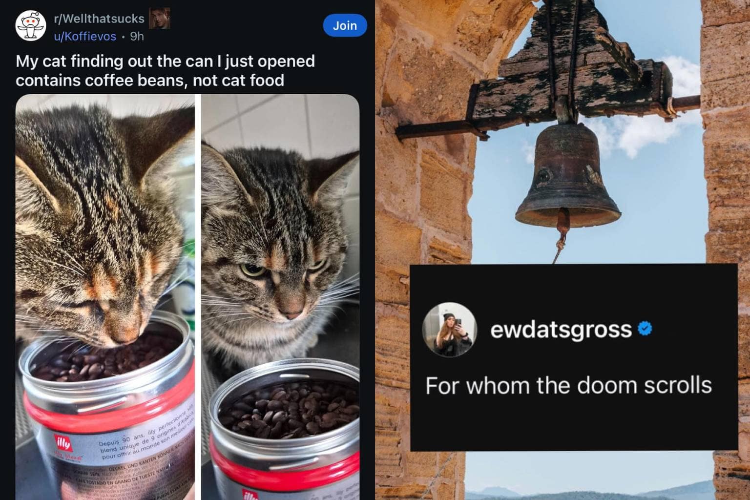 A master gallery of classic memes highlights a cell phone tower disguised as a pine tree, a long-legged shelter cat, and an enormous fishbowl full of iced coffee.