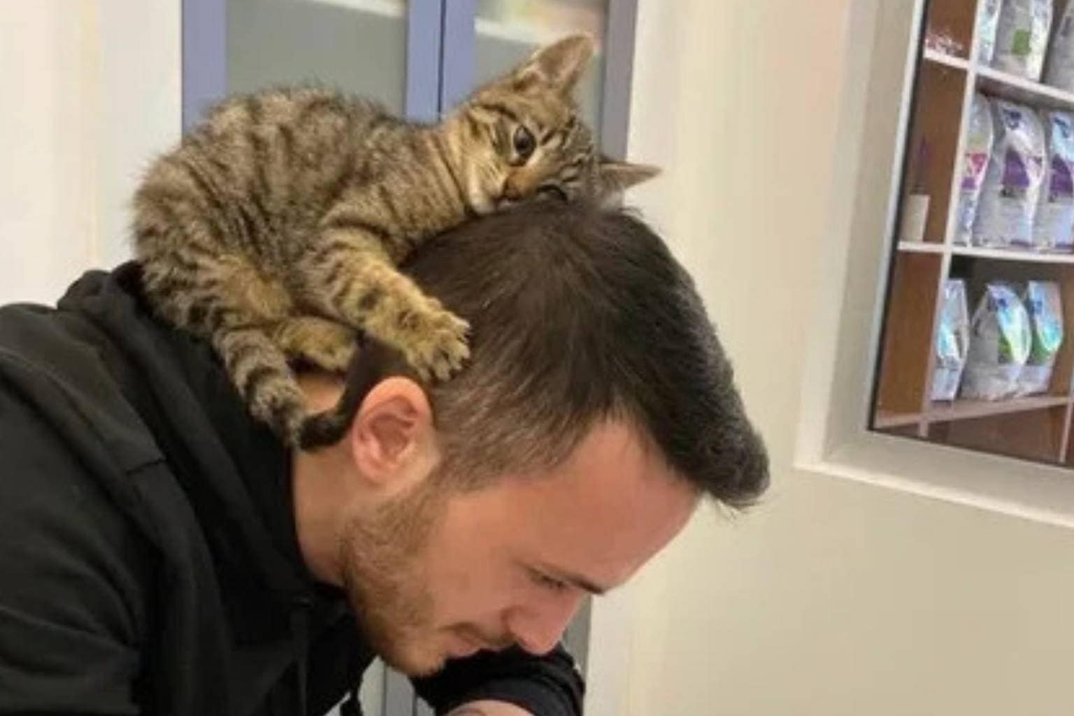 a legendary classic memes archive, featuring an Irish police officer interrogating a fluffy white dog named Tony, the "Roll Safe" guy suggesting fake resume experience at abandoned retail stores, and a man studying with a tiny kitten resting on his head as a "thinking cat."