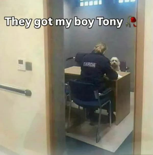An amusing classic meme showing an Irish Garda police officer sitting at an interrogation desk interviewing a tiny fluffy white dog sitting across in a chair, captioned "They got my boy Tony."