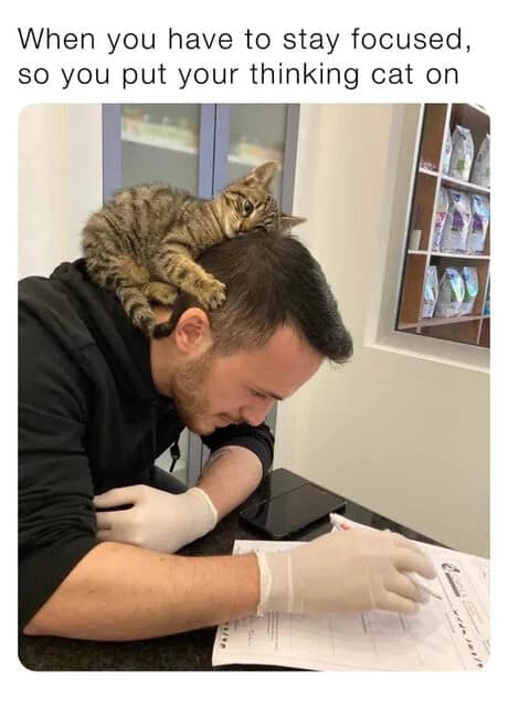 A cute animal productivity classic meme showing a man wearing medical gloves studying paperwork with a tiny tabby kitten resting directly on top of his head as a "thinking cat."