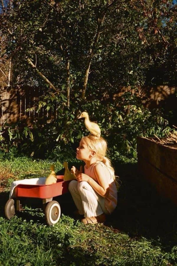 A sun-drenched, magical cute photo shows a young blonde girl crouching in a lush grassy yard next to a classic red metal toy wagon filled with yellow ducklings. The scene peaks in sweetness as one tiny yellow duckling balances perfectly on top of the little girl's head while she looks upward into the late afternoon sunlight.
