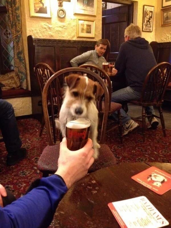 A wonderfully charming cute photo shows a scruffy Jack Russell terrier mix perched upright on a wooden chair inside a traditional, dimly lit pub. A human hand holds up a full pint of foaming amber ale right to the dog's snout, capturing a funny moment of canine companionship against a backdrop of pub patrons.
