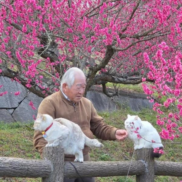 An incredibly serene cute photo features an elderly man standing outdoors under a canopy of vibrant, hot pink cherry blossom branches. He gently extends his hand toward two beautiful white cats balancing gracefully on a rustic logs-and-timber fence rail.