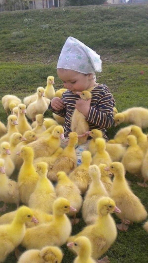 An absolutely magical cute photo documents a toddler in a striped shirt and a white headscarf standing in the middle of a grass yard completely surrounded by dozens of fuzzy yellow ducklings, while tenderly hugging one close to their chest.