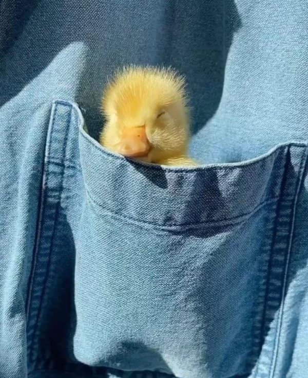 A sweet and pocket-sized cute photo reveals a tiny, fluffy yellow duckling sleeping peacefully under warm sunlight. The minuscule bird is nestled snugly inside the front chest pocket of a light blue denim shirt or pair of overalls.