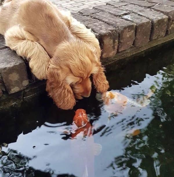 This beautifully timed cute photo captures a golden cocker spaniel puppy peering over a brick retaining wall into a clear garden pond. The young dog bends down to directly boop noses with two vibrant orange and white koi fish swimming at the water's surface.