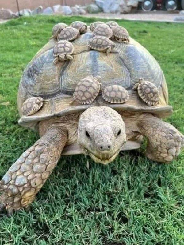 This incredibly precious cute photo captures a large adult tortoise slowly traversing a green lawn while carrying over ten miniature baby tortoises resting safely on its thick, patterned carapace. The baby tortoises are evenly distributed across the mother's shell, creating a beautiful image of reptile maternal care and slow-paced family transport.