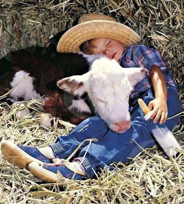 A timeless, rustic cute photo captures a young boy in denim overalls and a straw hat napping deeply on a pile of loose hay next to a sleeping black and white calf. The boy's arm is wrapped protectively around the calf's head, and a large bottle of milk rests nearby in the straw, embodying peaceful country farm life.