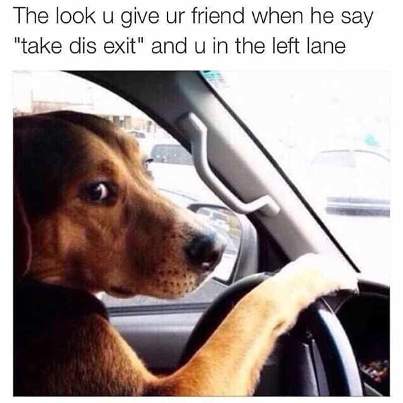 A sudden lane-change driving meme showing a dog sitting at a steering wheel casting a sideways glance of sheer panic and judgment at a passenger who just gave last-second exit directions from the far left lane.