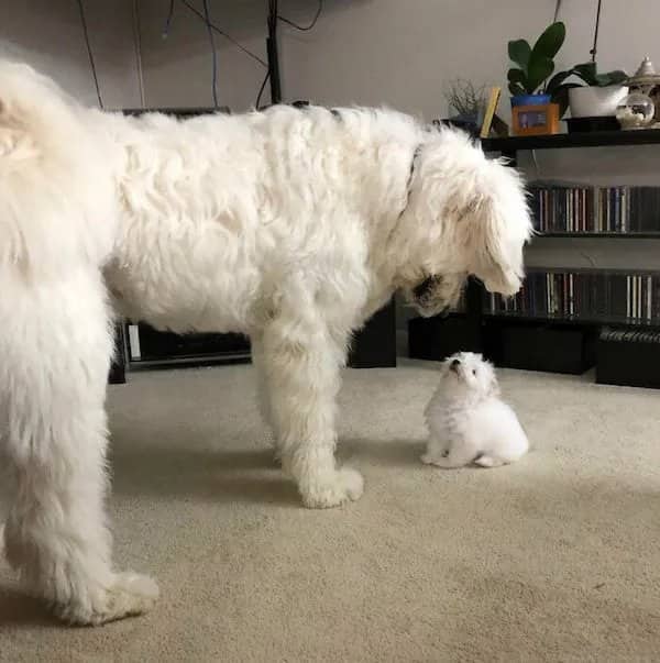 A large fluffy white dog stands over a tiny white puppy looking up at him indoors.