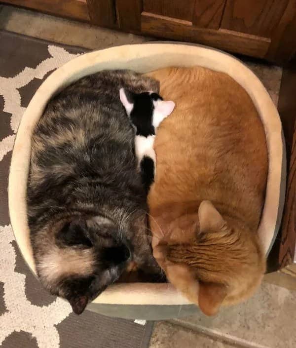 A tiny black and white kitten squeezed tightly between two massive adult cats in a round bed.