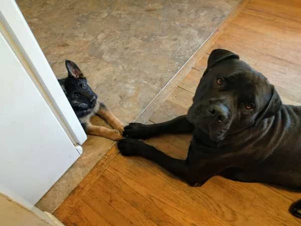 A large black mastiff dog and a small German Shepherd puppy touching paws across a floor line.